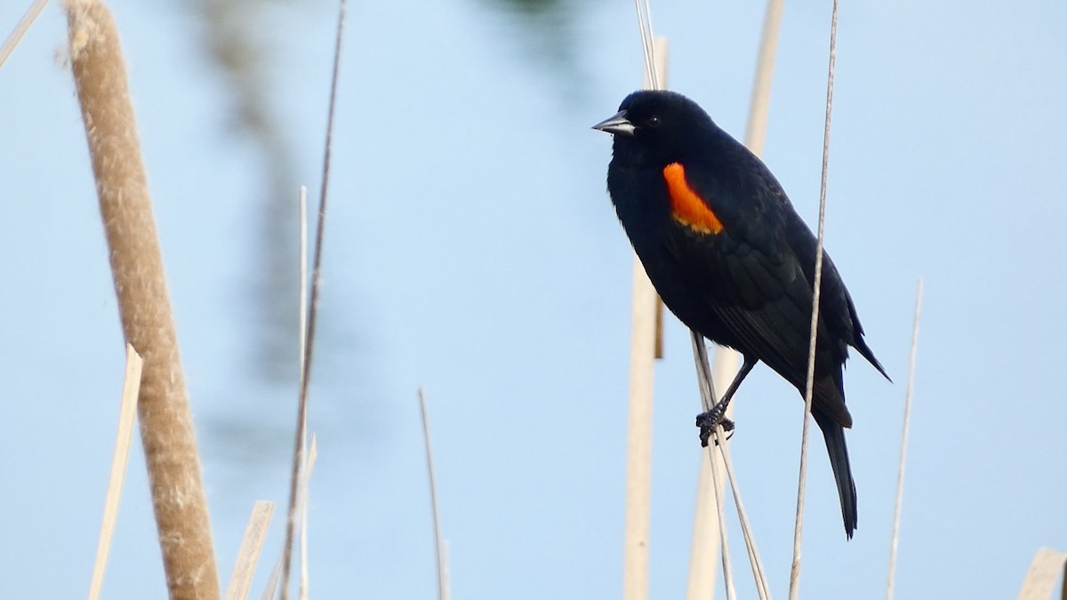 Red-winged Blackbird - ML615893956