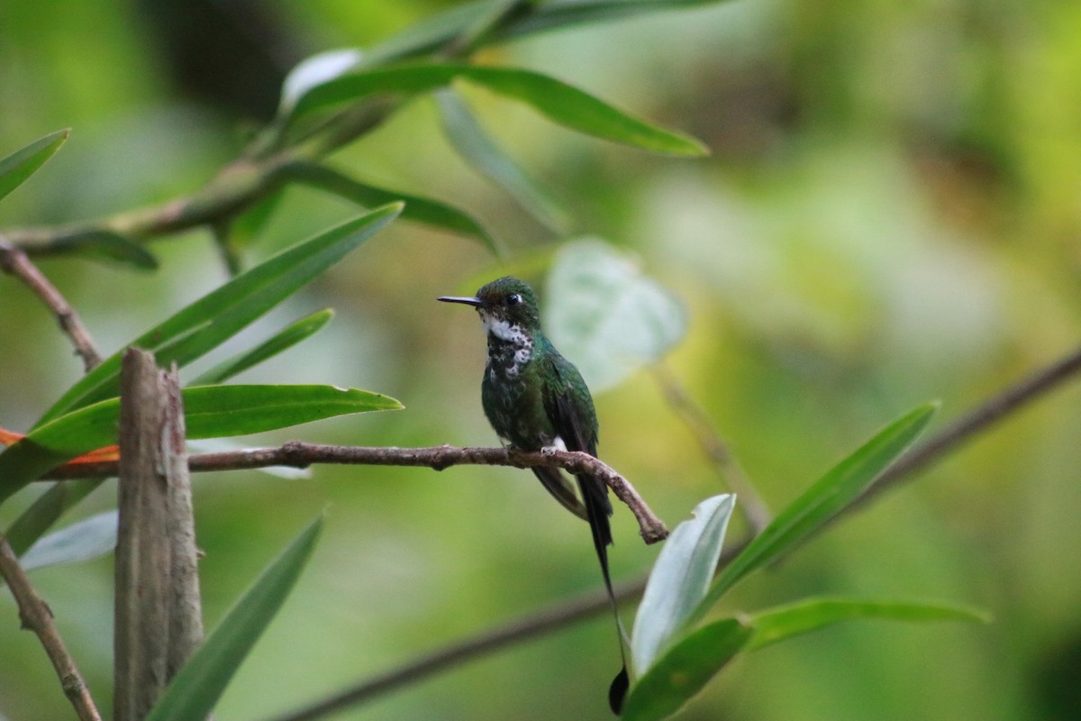 vimpelkolibri - ML615893991