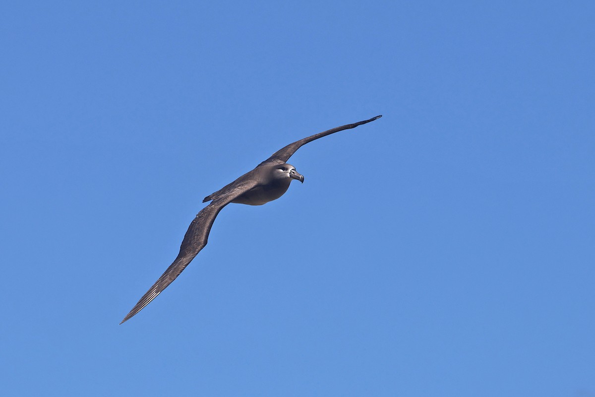 Black-footed Albatross - ML615893997