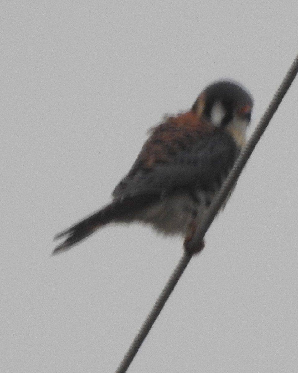 American Kestrel - ML615894023