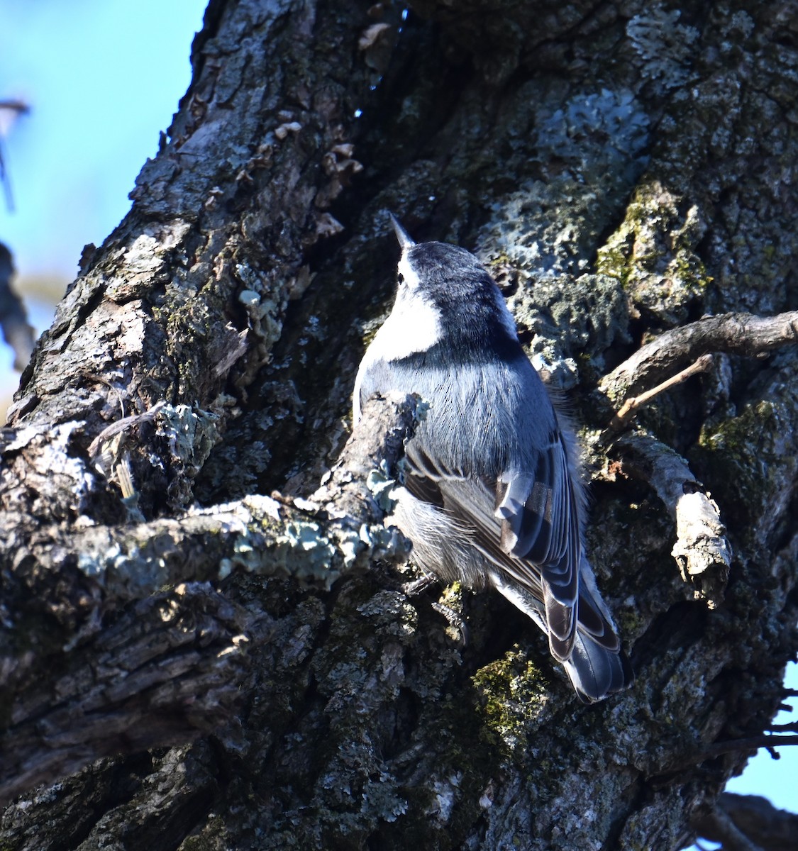 White-breasted Nuthatch - ML615894034