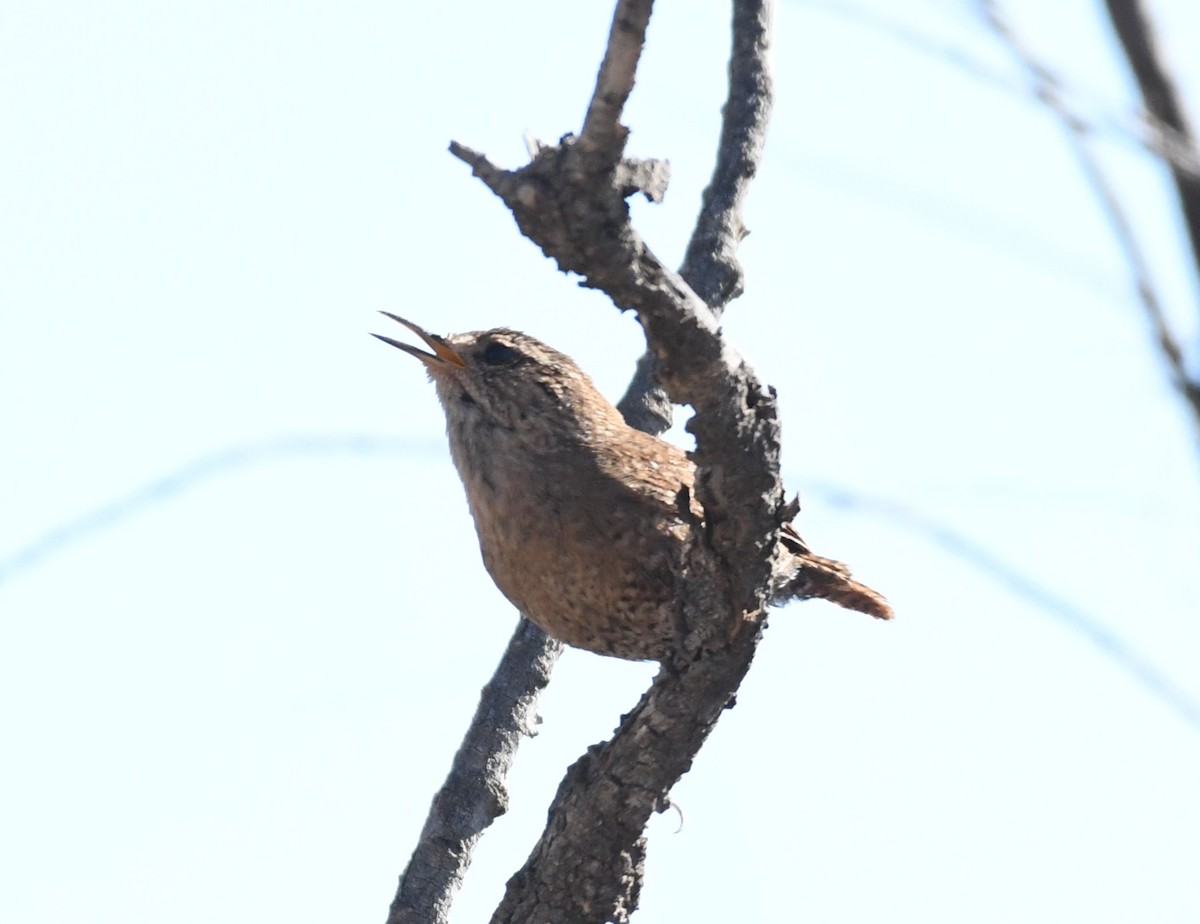 Winter Wren - ML615894059