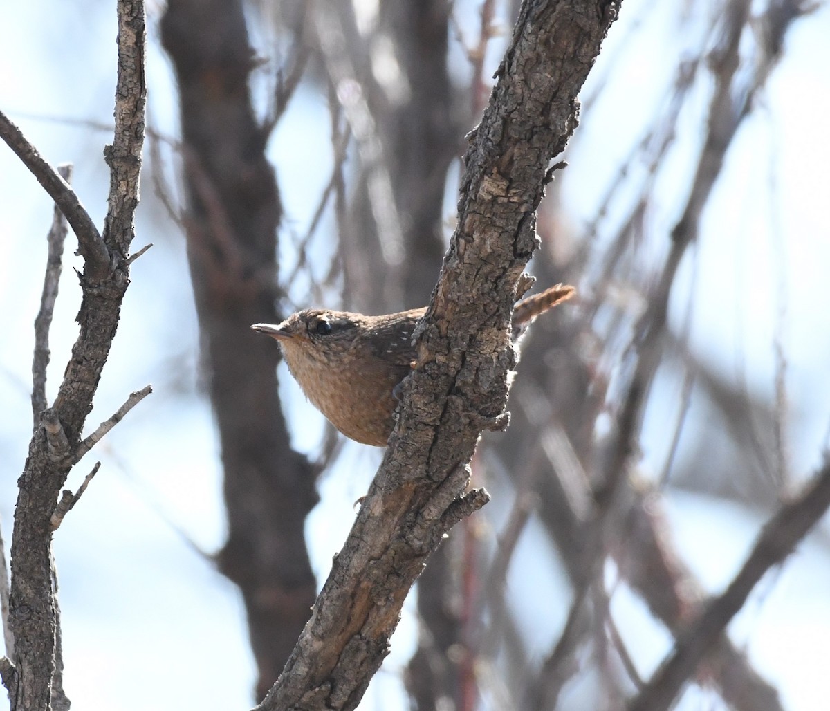 Winter Wren - ML615894060