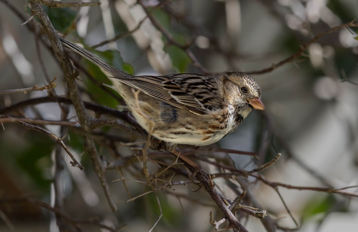 Harris's Sparrow - ML615894068