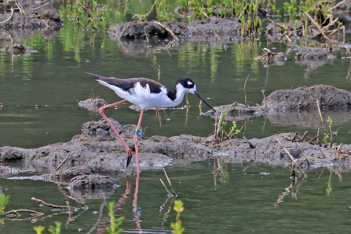 Black-necked Stilt (Hawaiian) - Charley Hesse • Naturally Adventurous Podcast