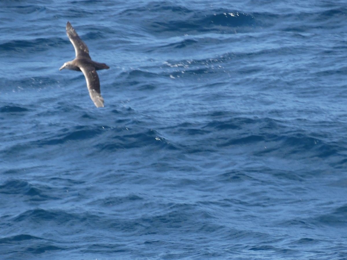 Southern/Northern Giant-Petrel - ML615894123
