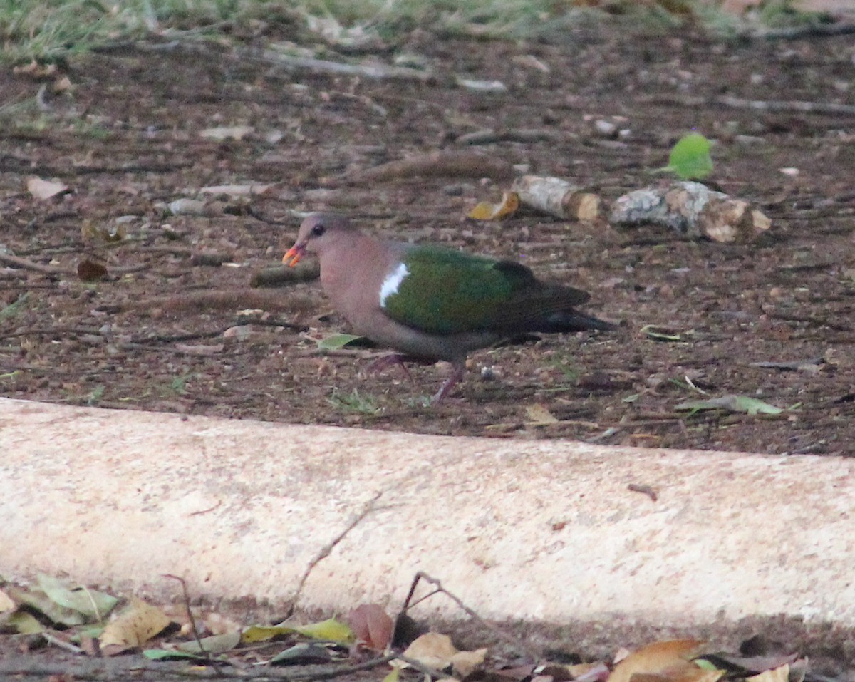 Palomita Esmeralda Cabeciparda - ML615894143