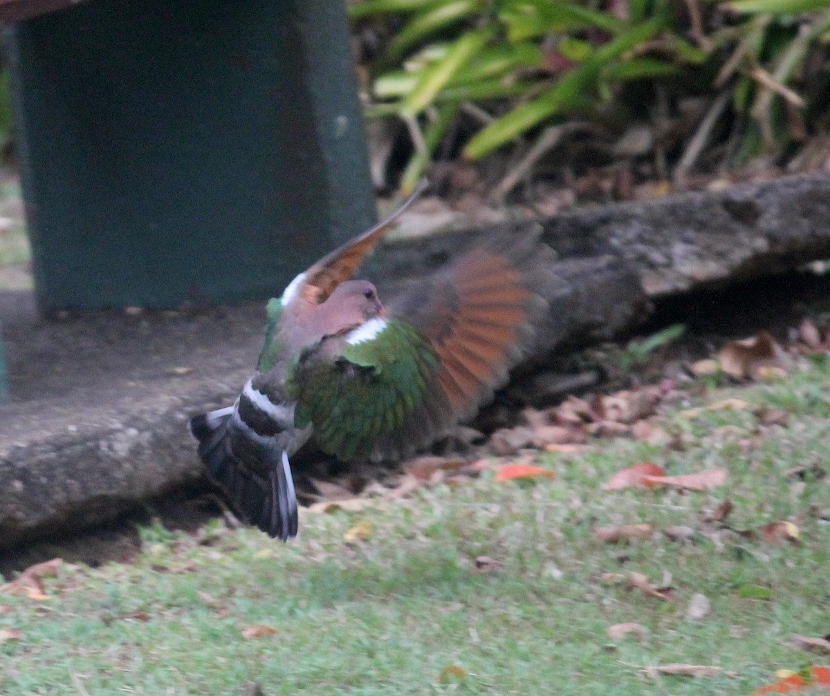 Pacific Emerald Dove - ML615894144