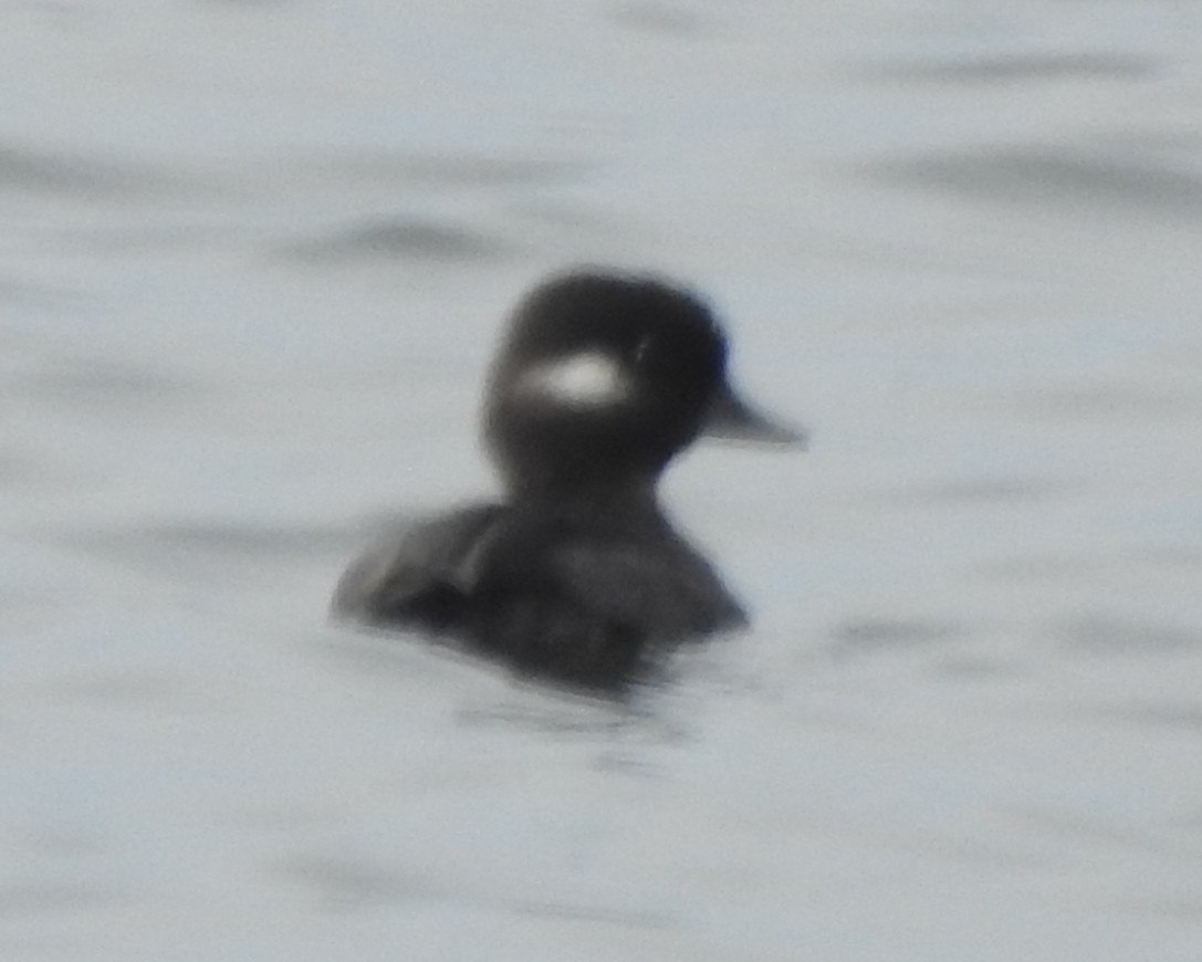 Bufflehead - ML615894194