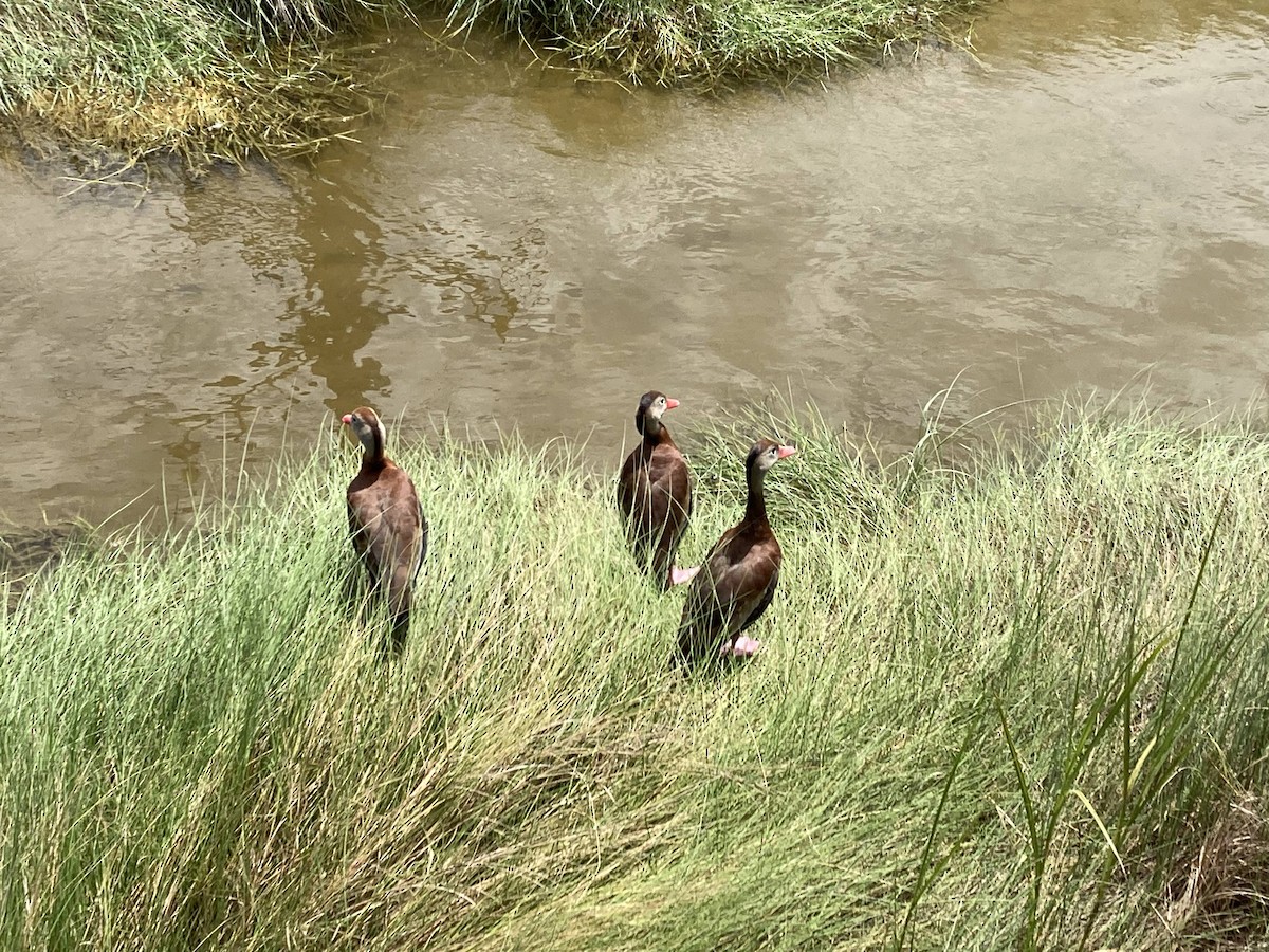 Black-bellied Whistling-Duck - Archie Jiang