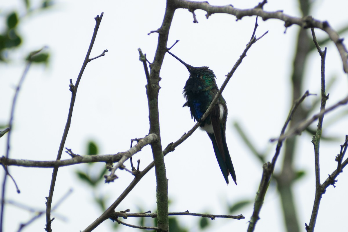 Blue-tufted Starthroat - ML615894245