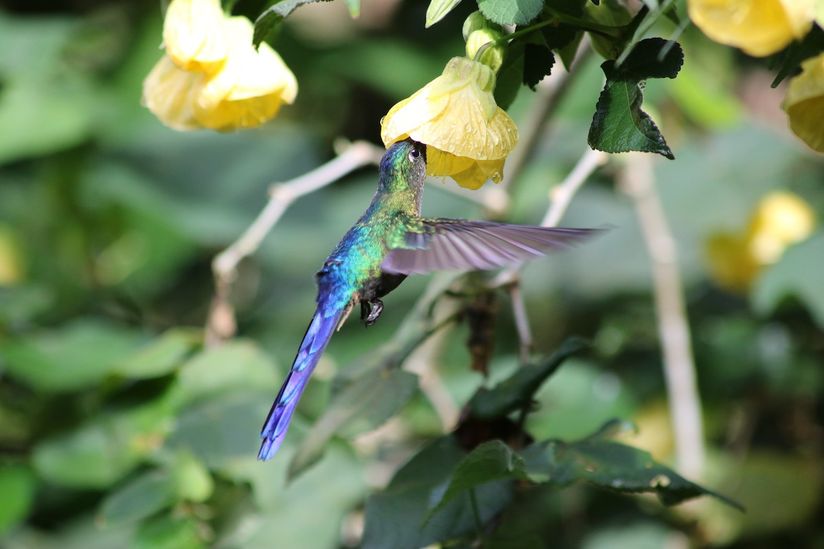 Violet-tailed Sylph - ML615894270