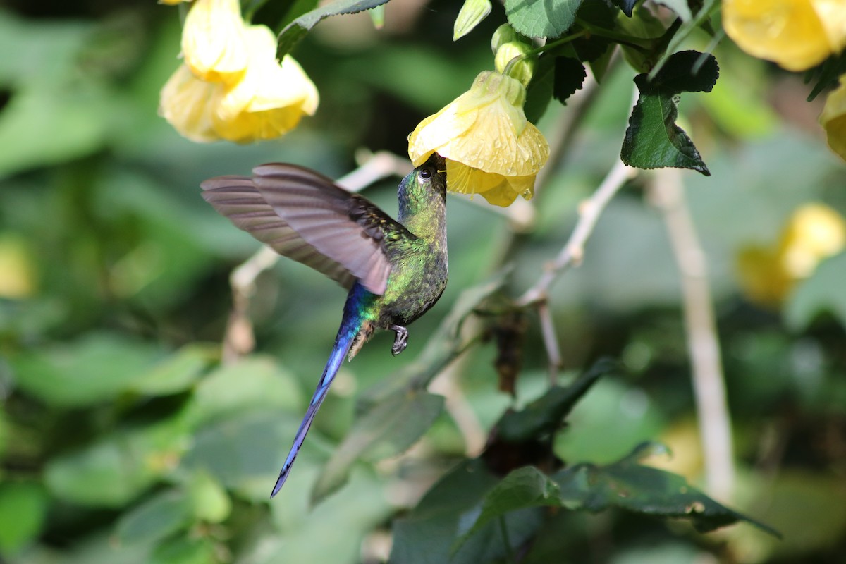 Violet-tailed Sylph - ML615894272