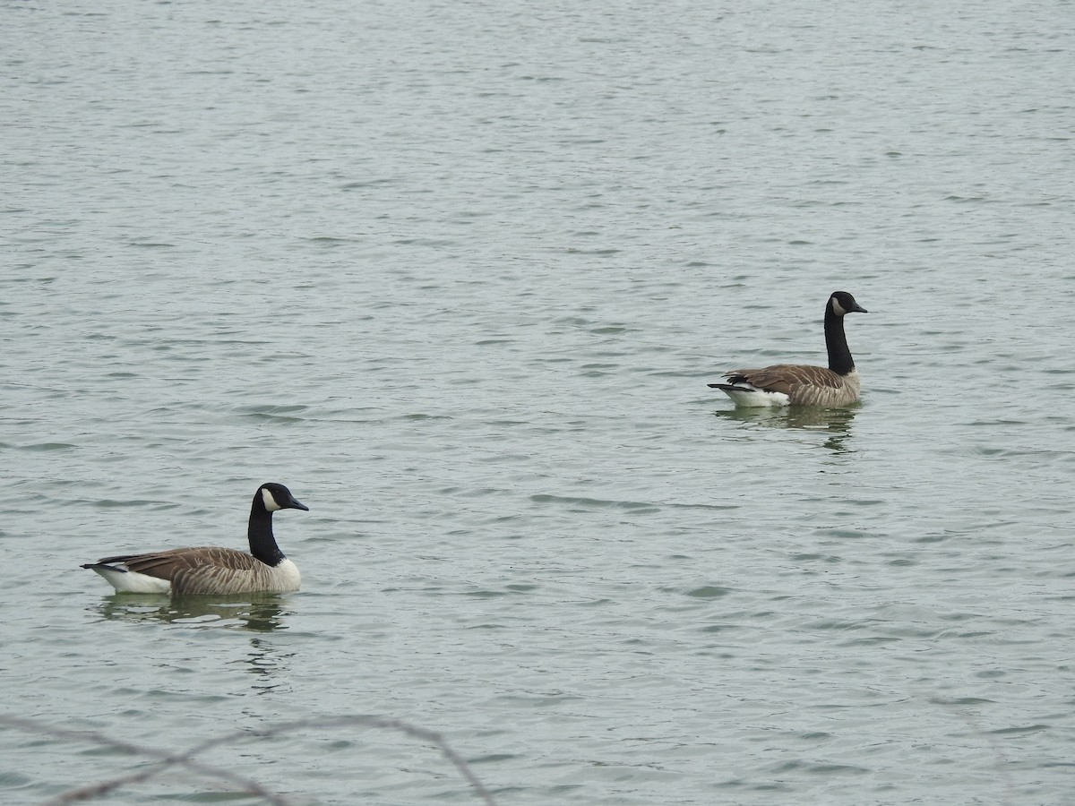 Canada Goose - ML615894310