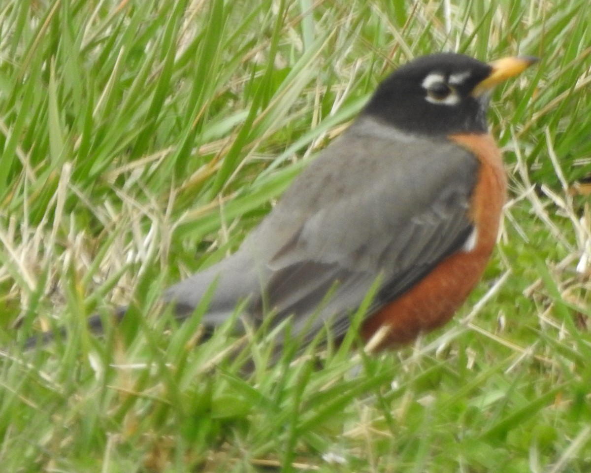 American Robin - ML615894315