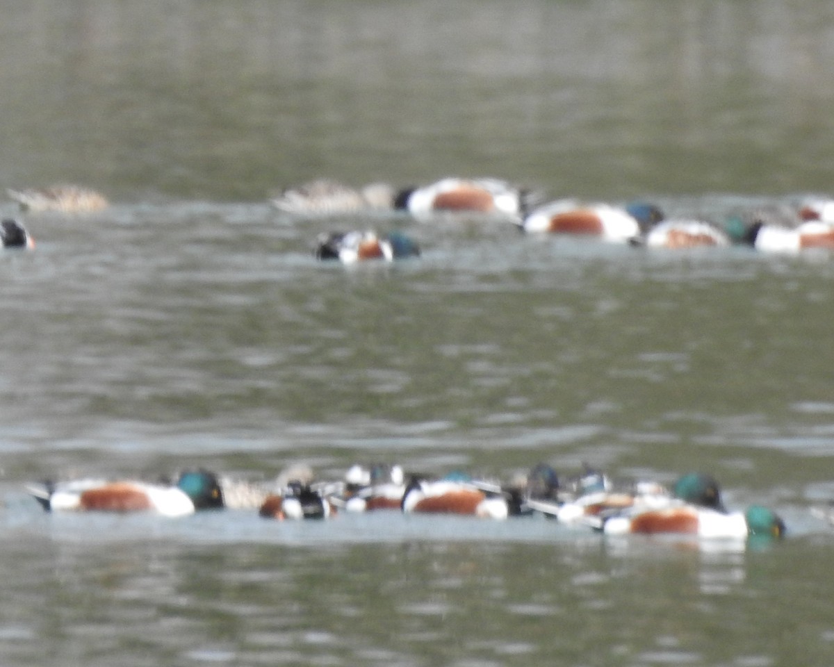 Northern Shoveler - ML615894328