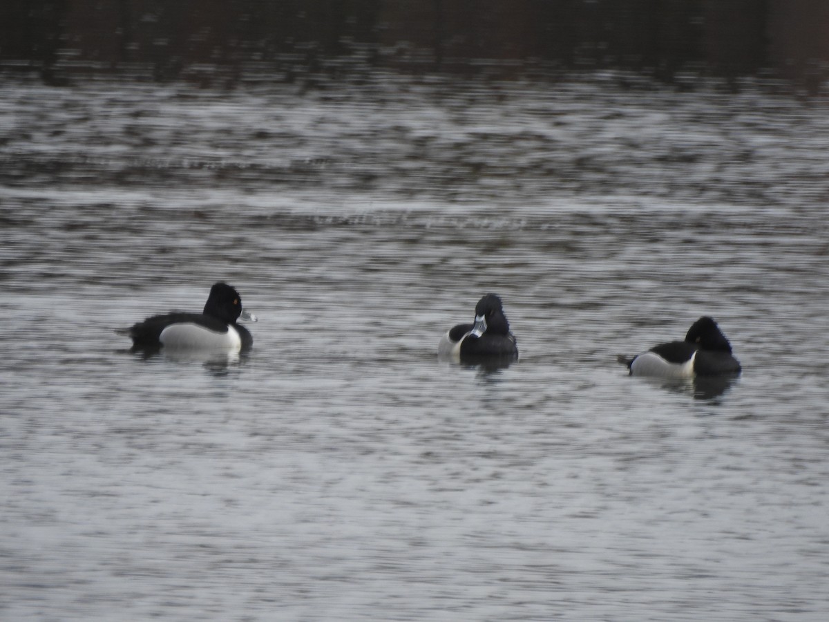 Ring-necked Duck - ML615894335