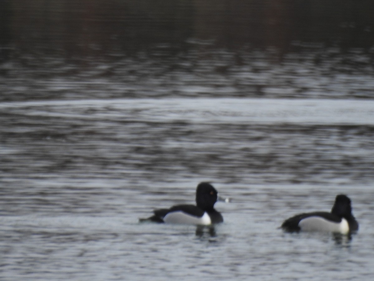 Ring-necked Duck - ML615894338