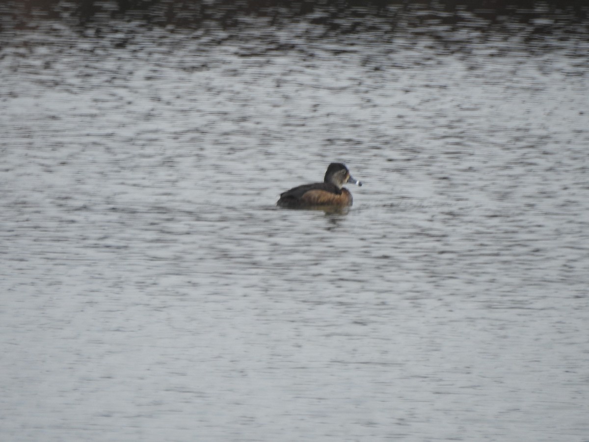 Ring-necked Duck - ML615894339