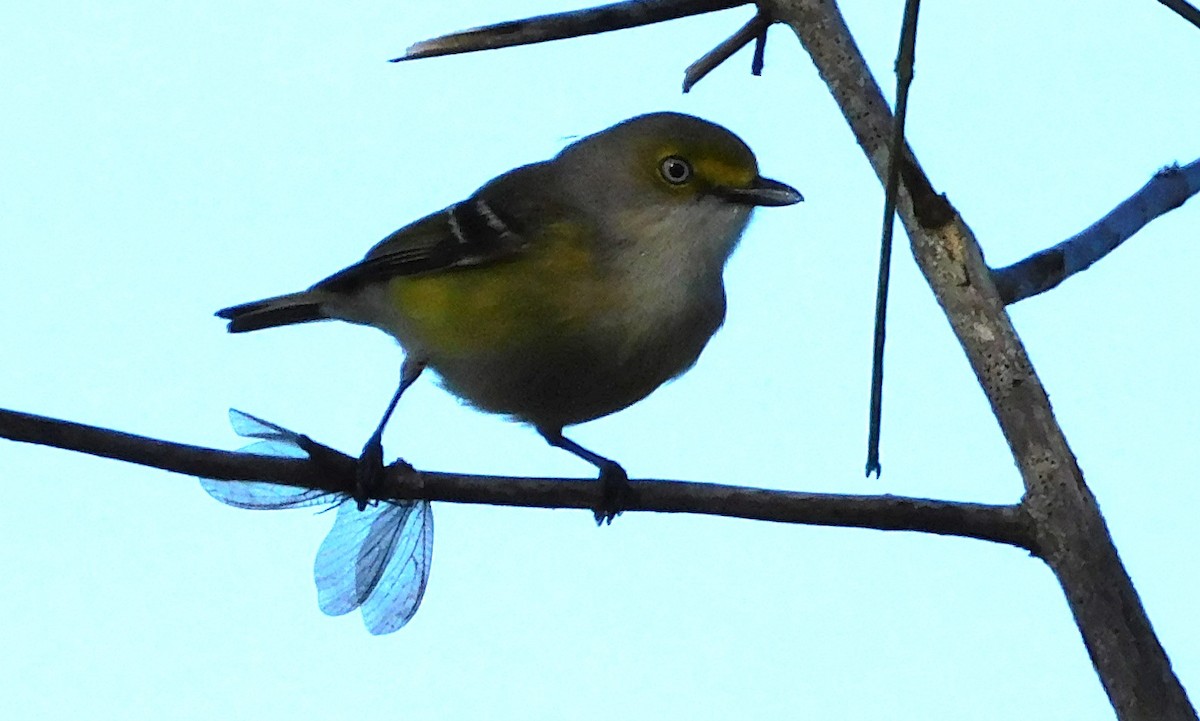 White-eyed Vireo - Lisa Winslow