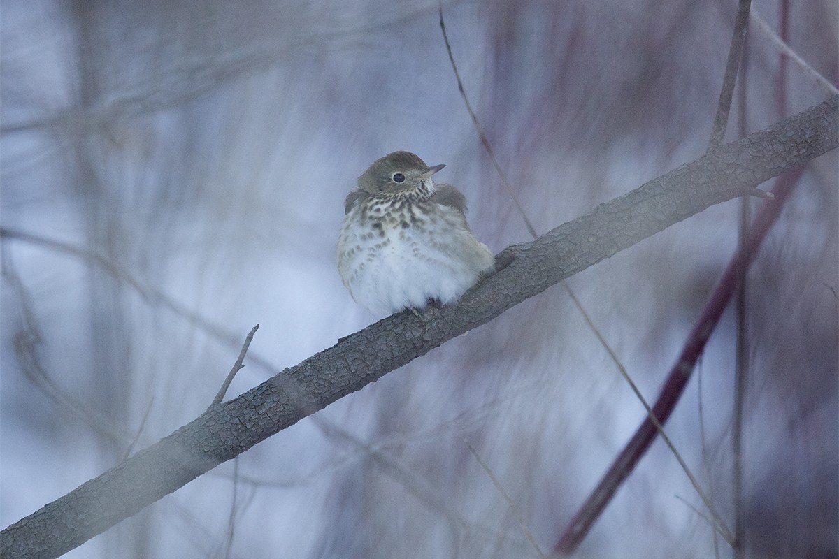 Hermit Thrush - ML615894353