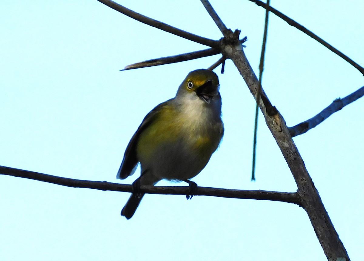 Ak Gözlü Vireo - ML615894372