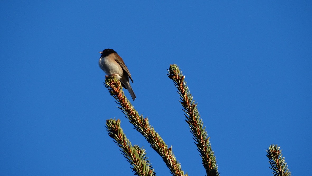 Dark-eyed Junco - ML615894388