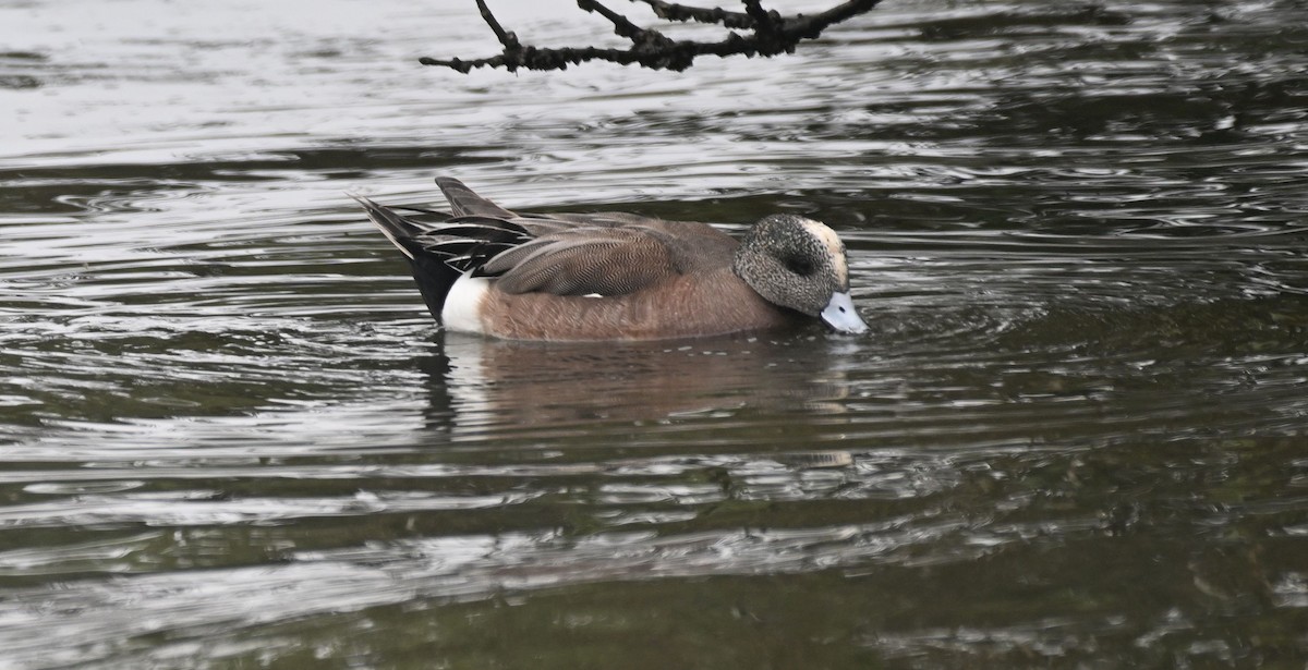 American Wigeon - ML615894433