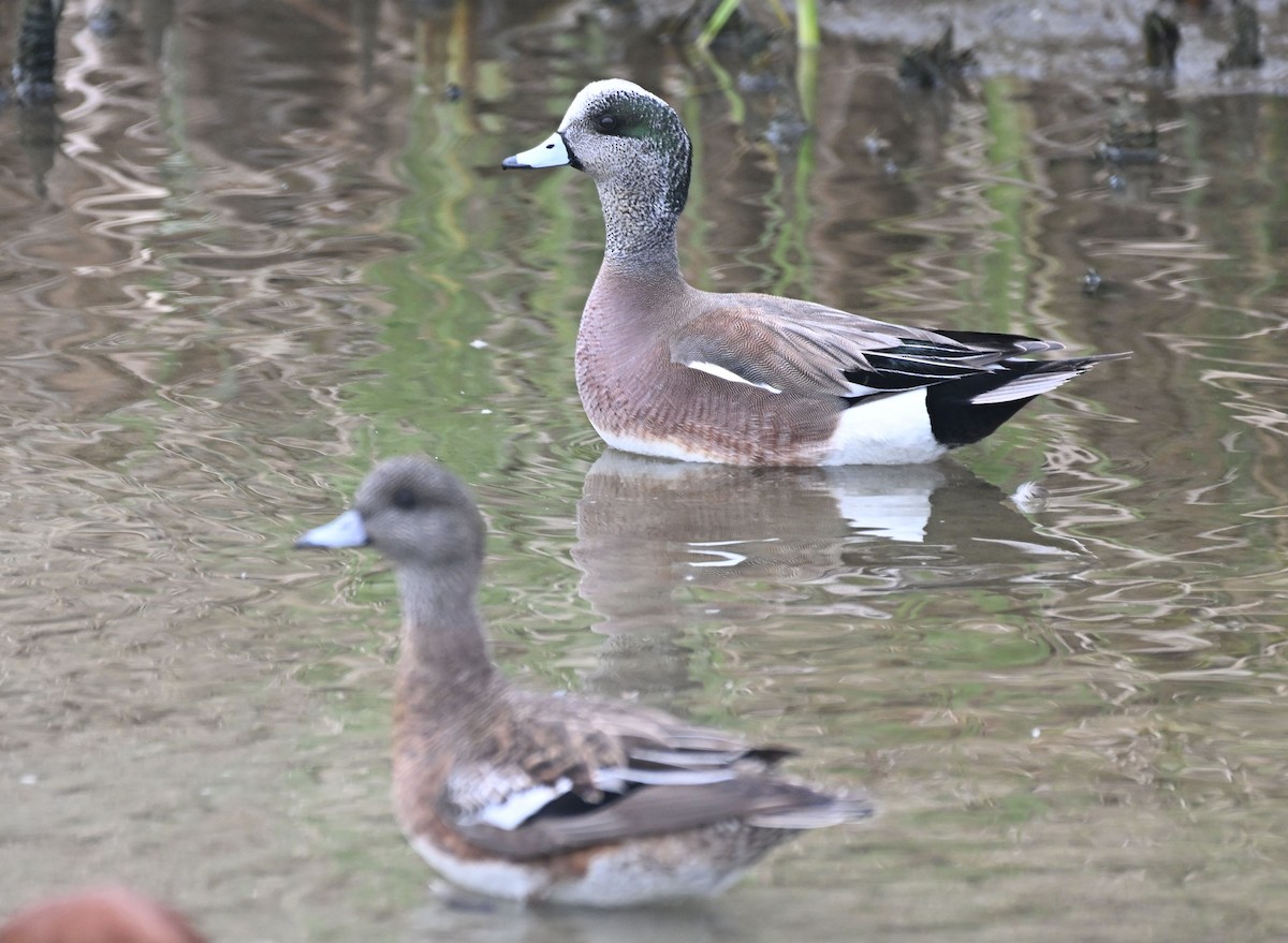 American Wigeon - ML615894437