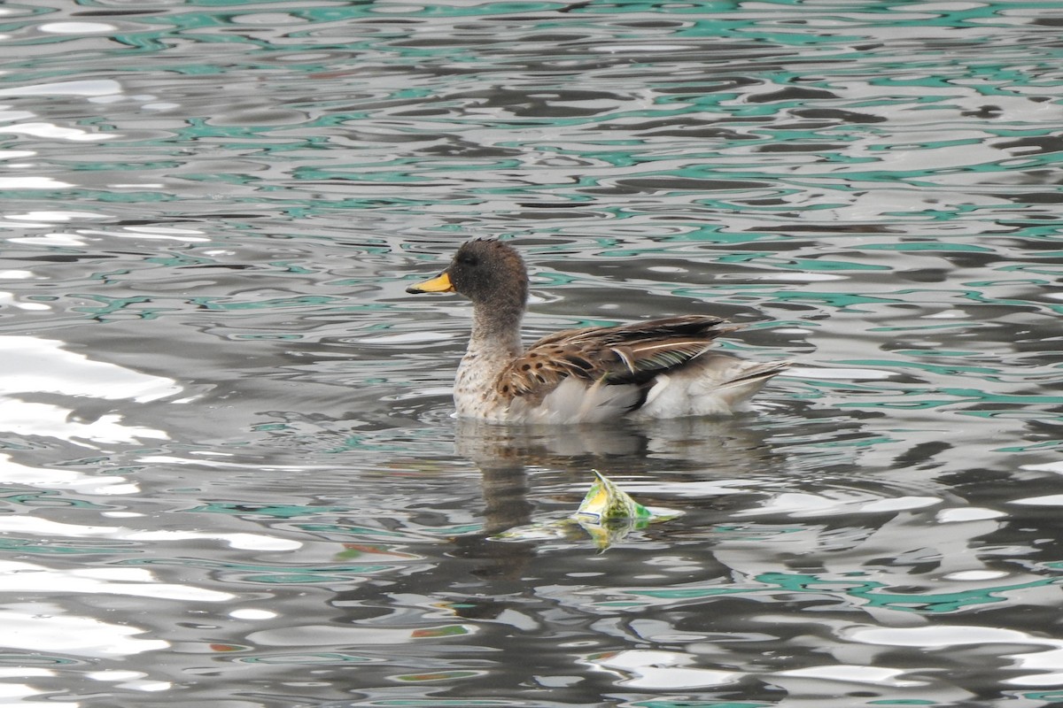 Yellow-billed Teal - ML615894444