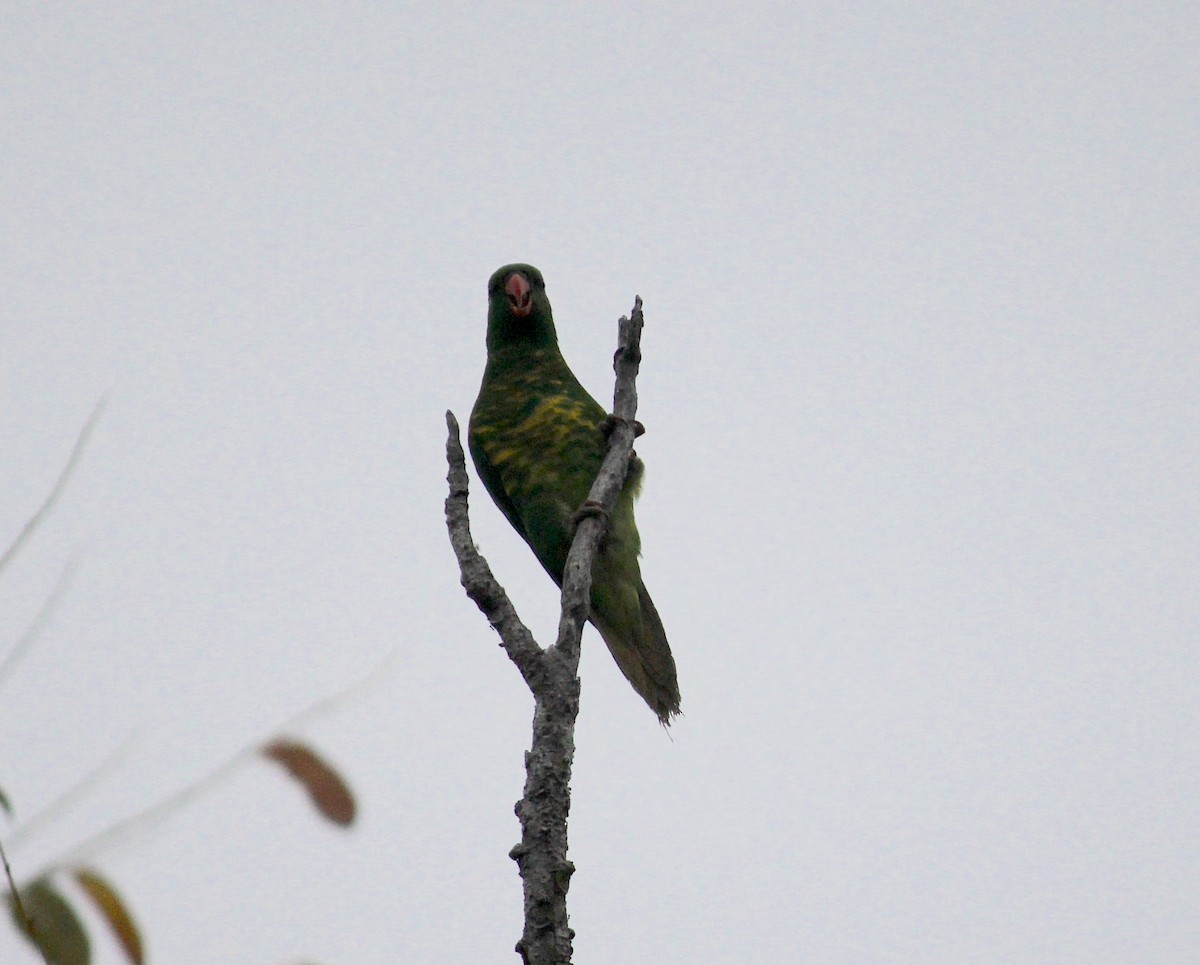 Scaly-breasted Lorikeet - Emma Rosen