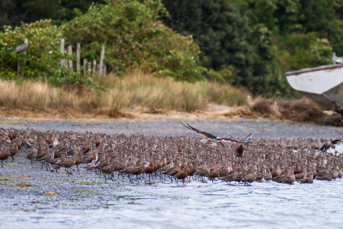 Hudsonian Godwit - ML615894499