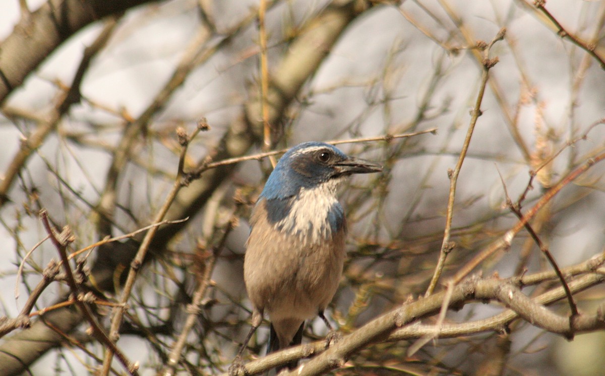 California Scrub-Jay - Charlie Anich