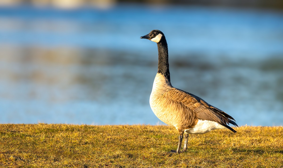 Canada Goose - ML615894559
