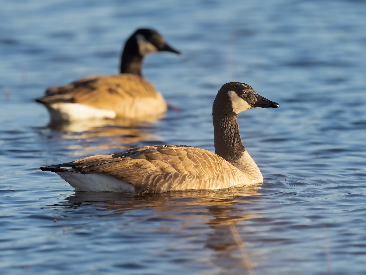 Canada Goose - ML615894560