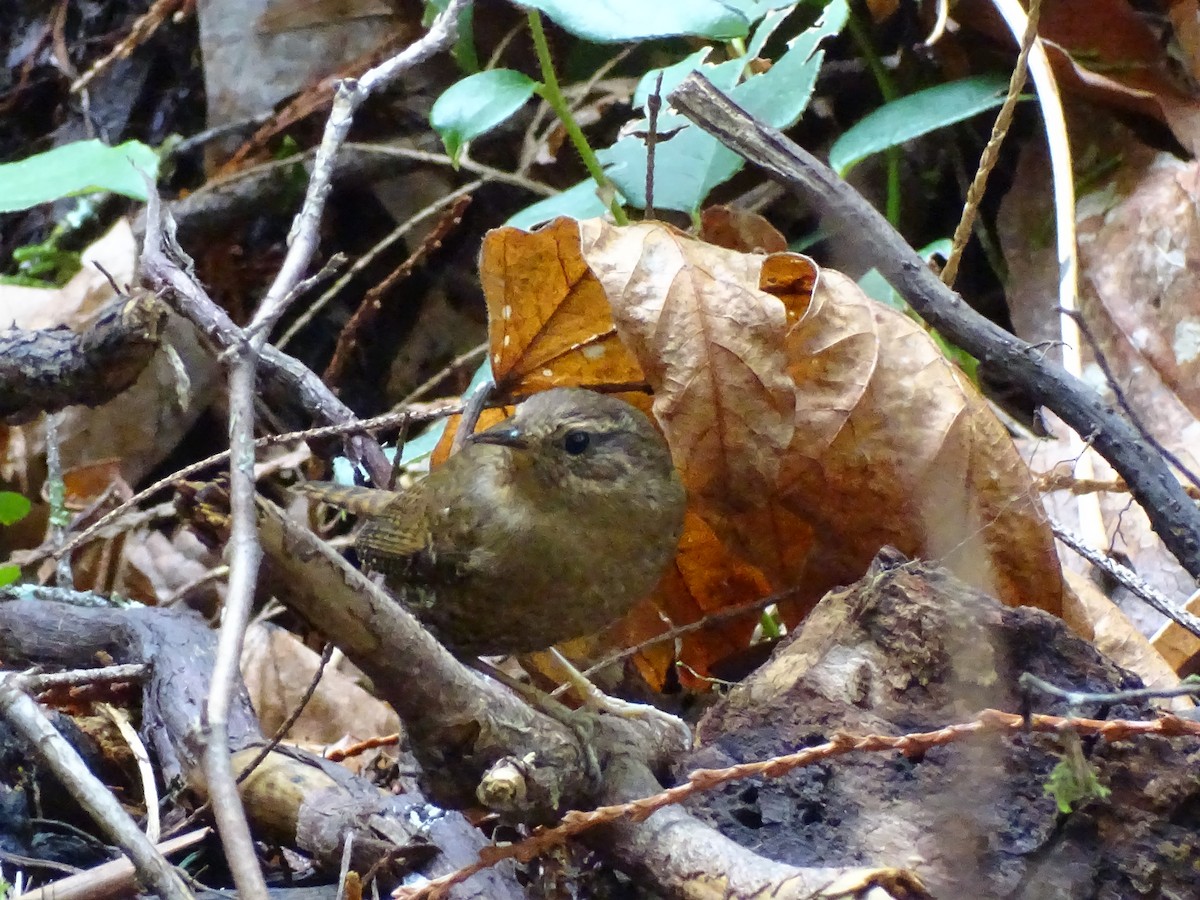 Pacific Wren - ML615894576