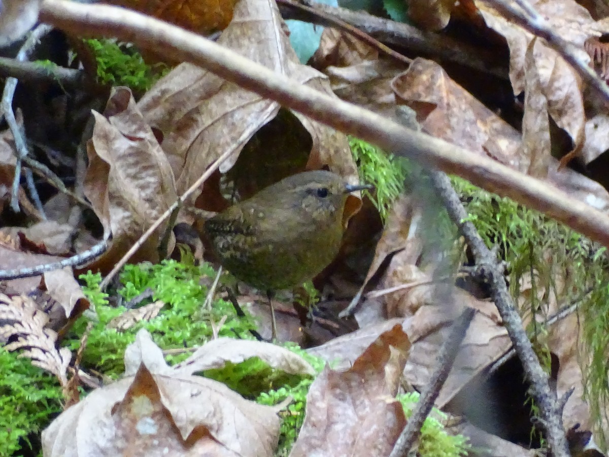 Pacific Wren - ML615894577