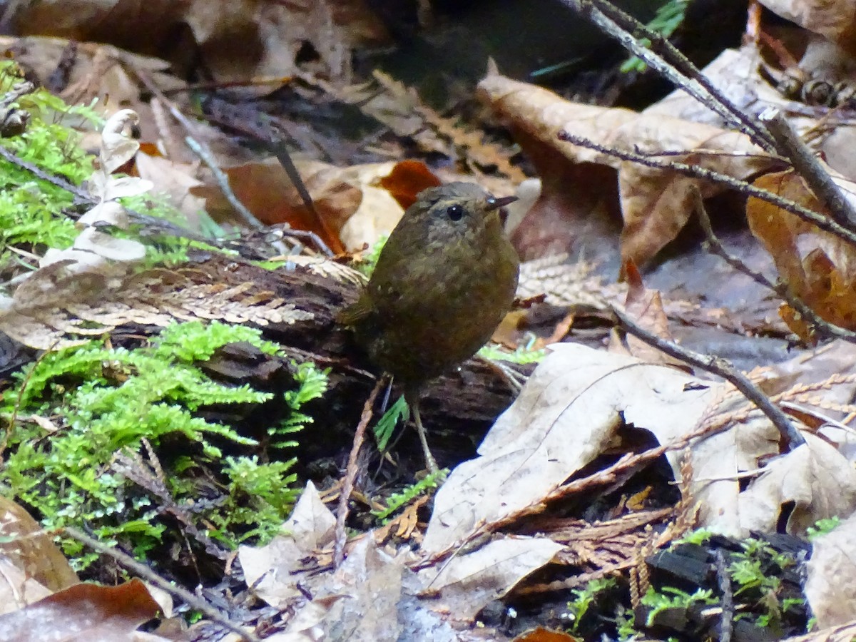 Pacific Wren - ML615894578