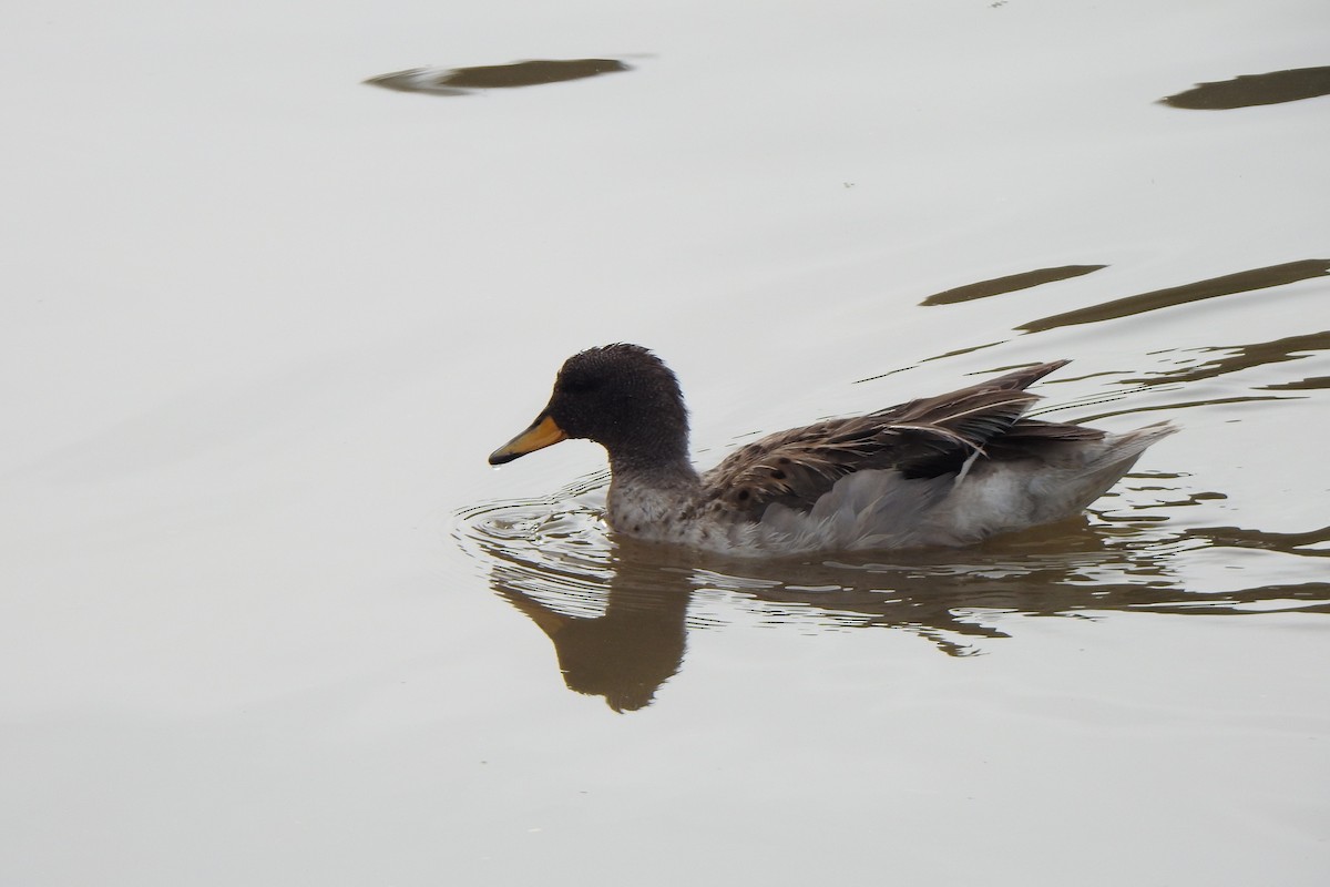 Yellow-billed Teal - ML615894579