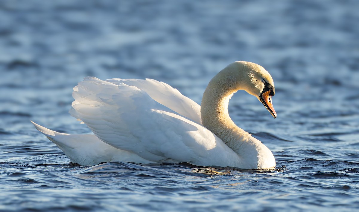 Mute Swan - ML615894580