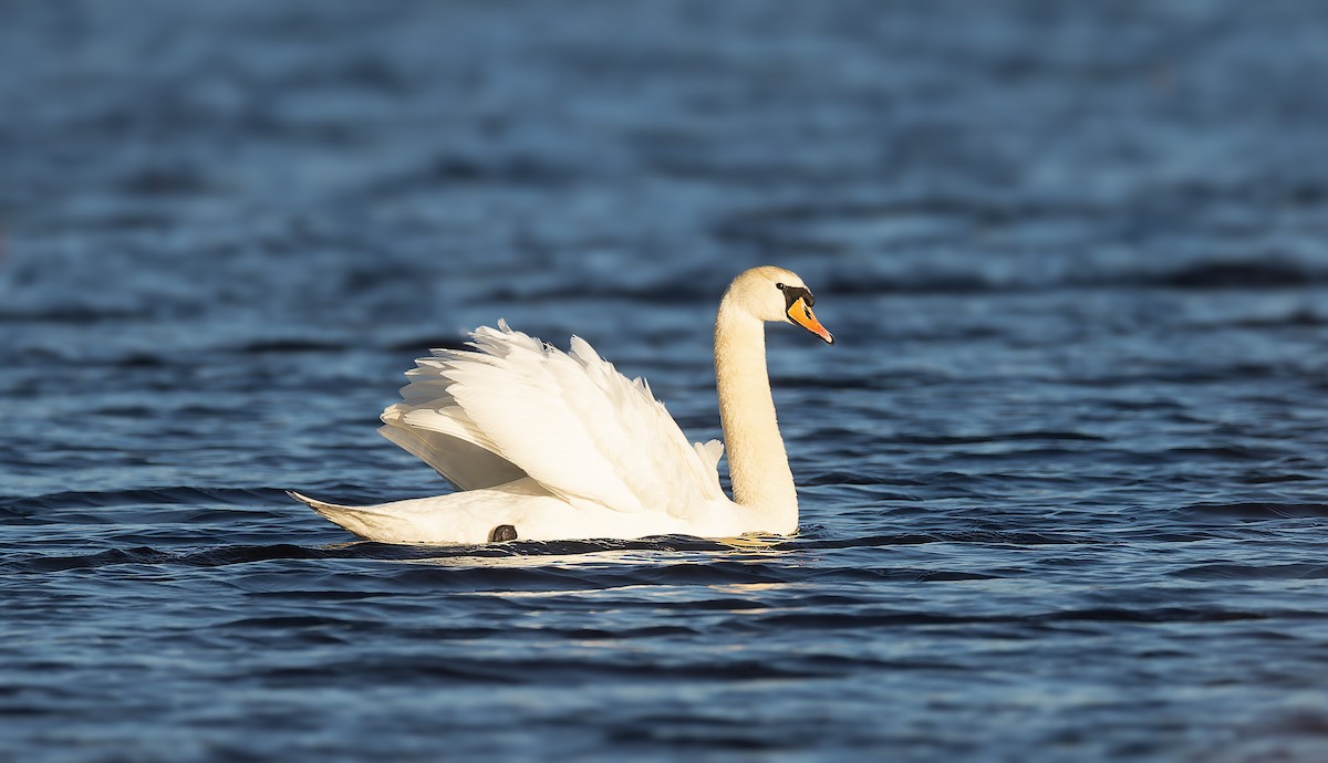 Mute Swan - ML615894581