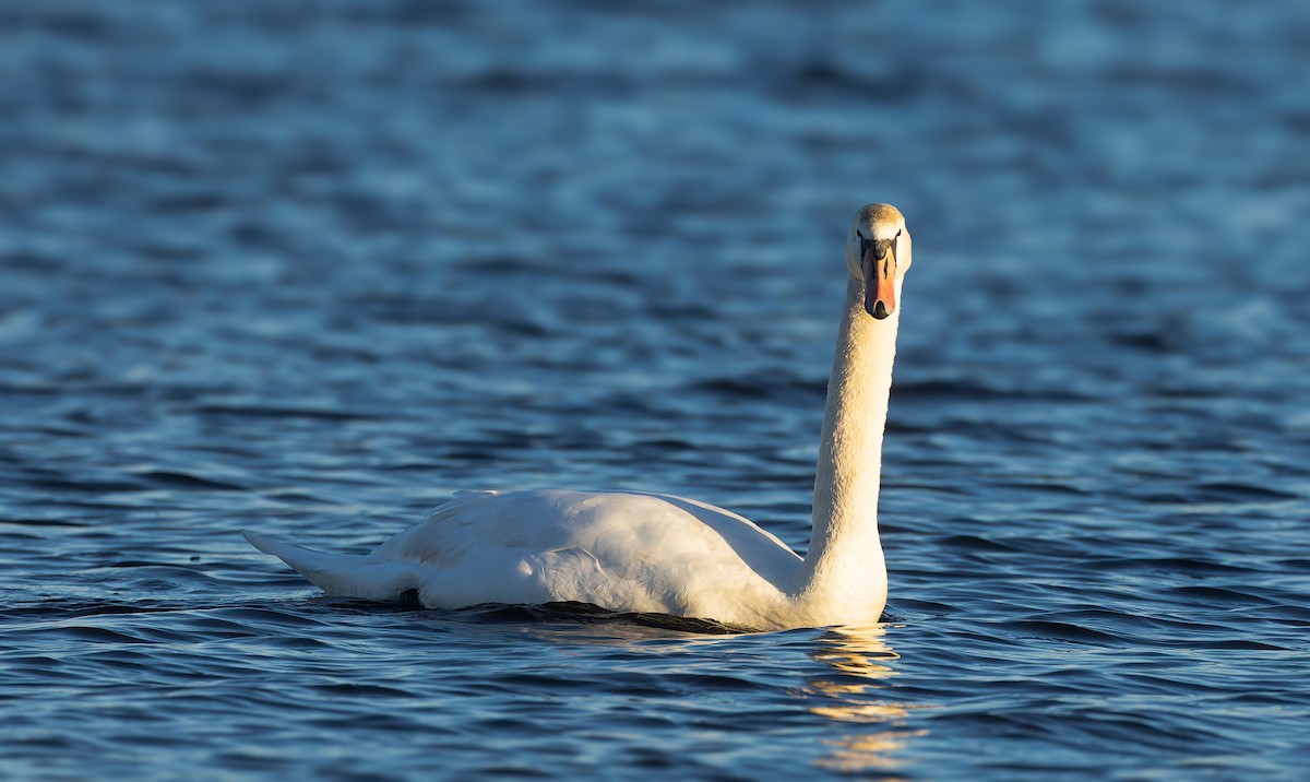 Mute Swan - ML615894582