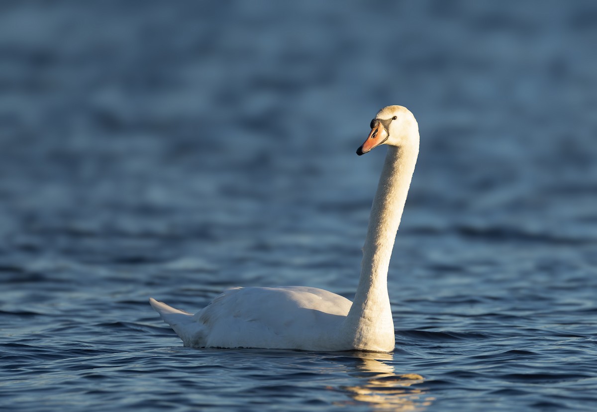 Mute Swan - ML615894583