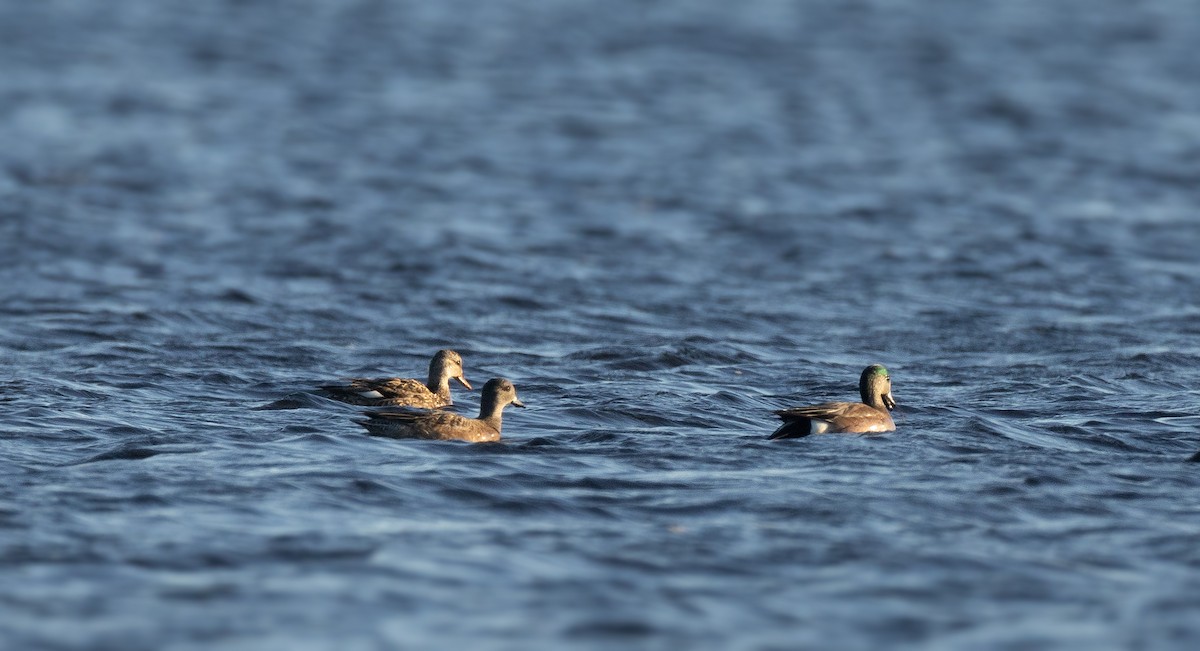 American Wigeon - ML615894584