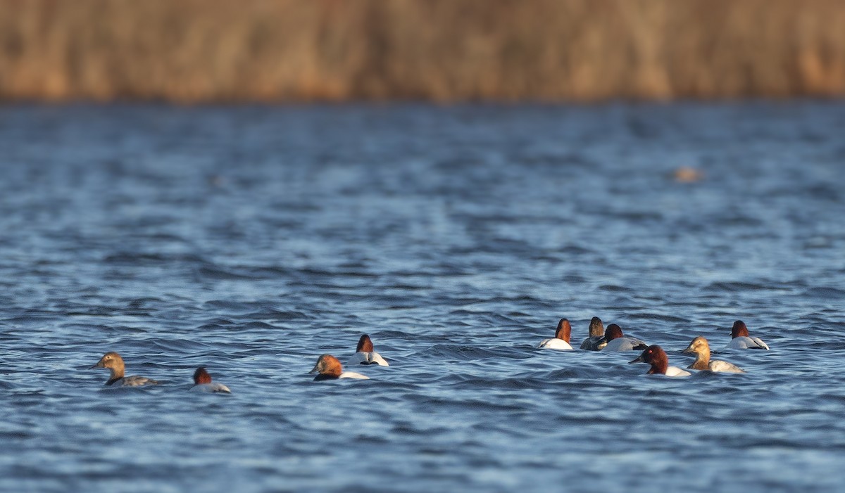Canvasback - ML615894587