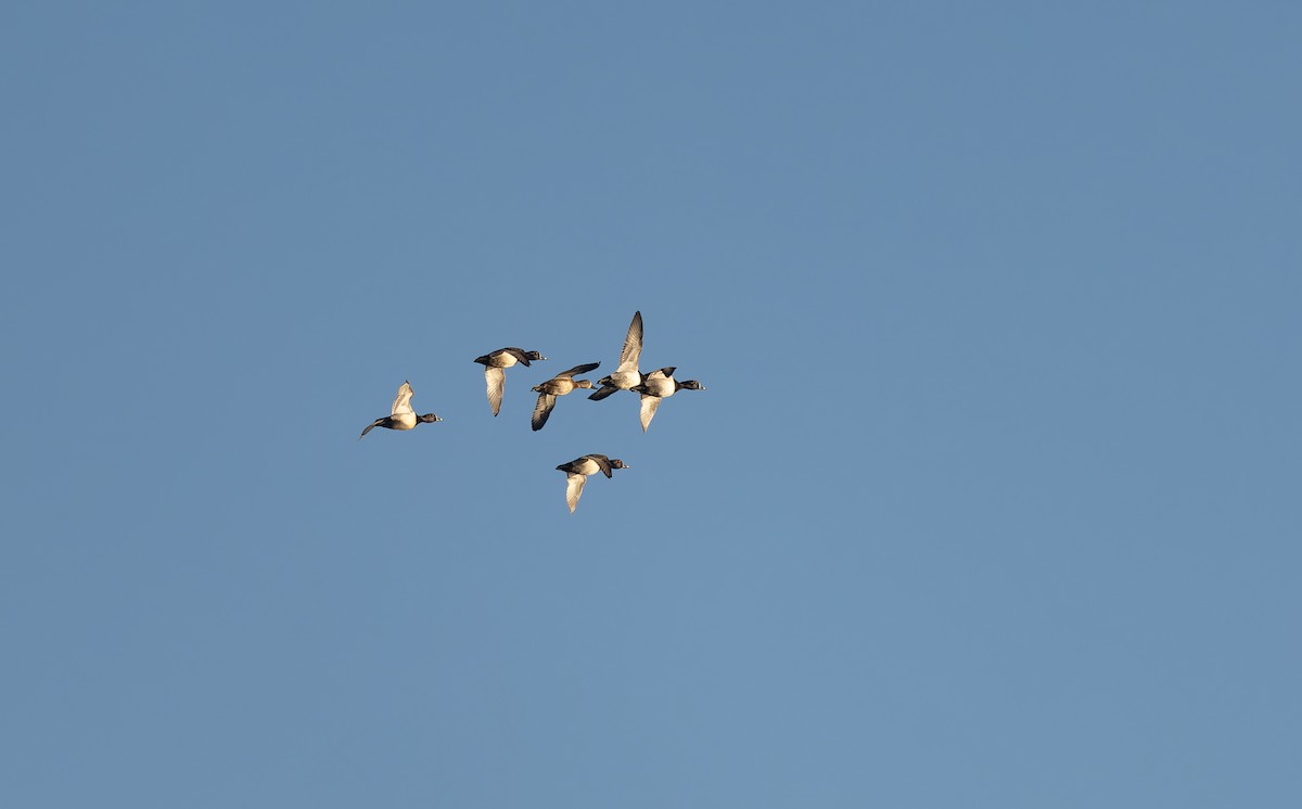 Ring-necked Duck - ML615894593