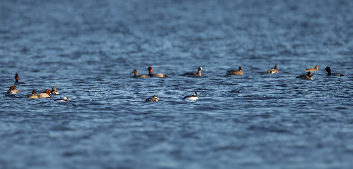 Bufflehead - ML615894599