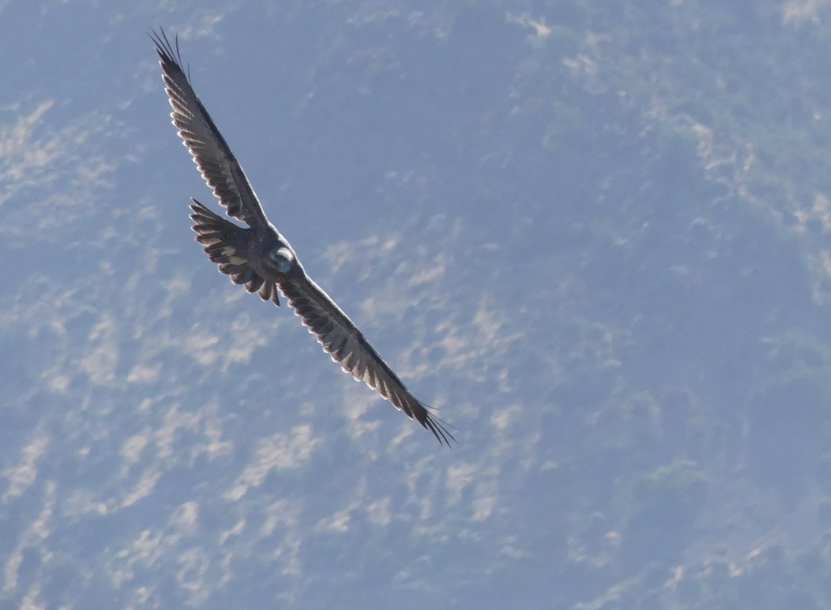 Black-chested Buzzard-Eagle - joaquin vial