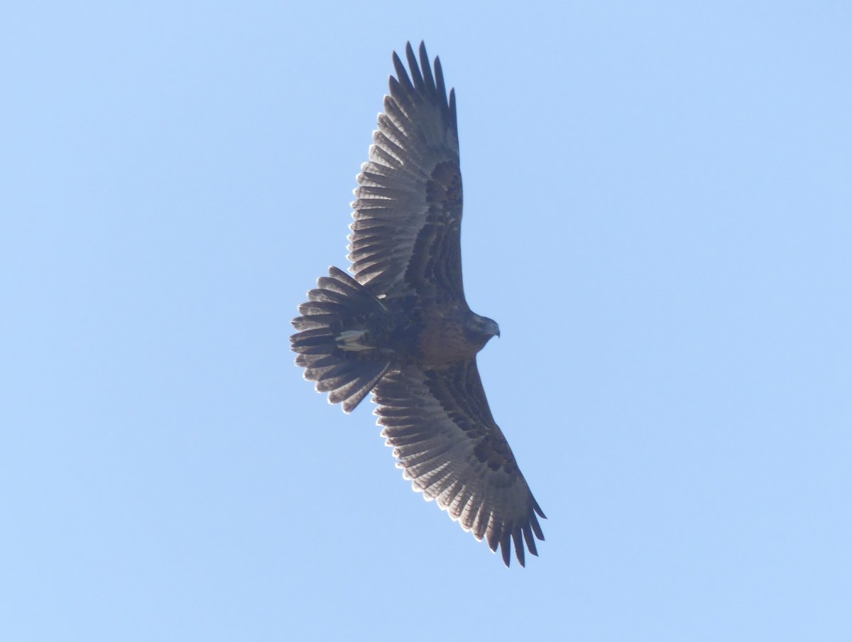 Black-chested Buzzard-Eagle - ML615894623