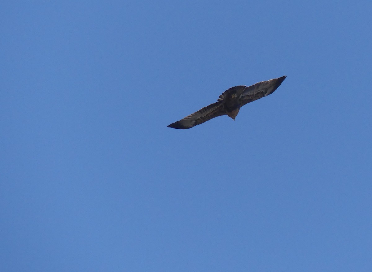 Black-chested Buzzard-Eagle - joaquin vial